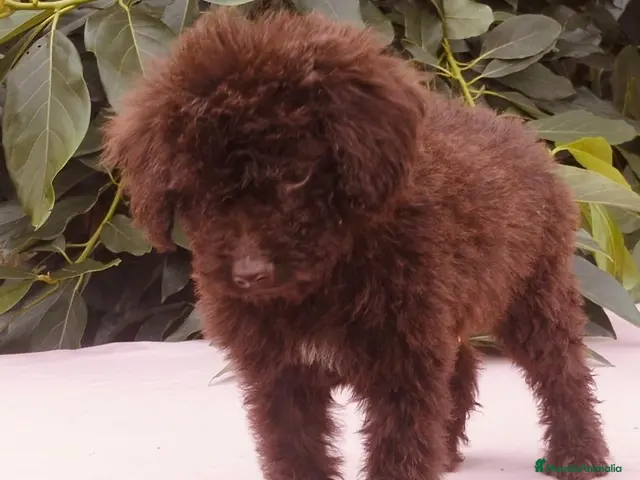 Perro de Agua Español perros en venta: Perro de aguas (PDE) - Anuncio 1