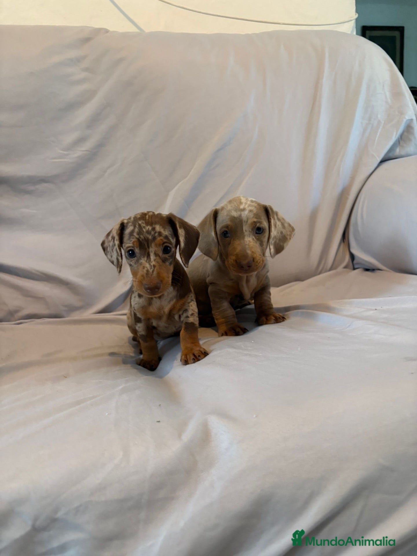 Teckel perros Cachorros de Teckel Kaninchen y Miniatura  - Anuncio 3