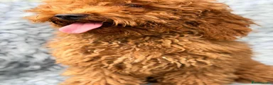 Caniche Enano 4