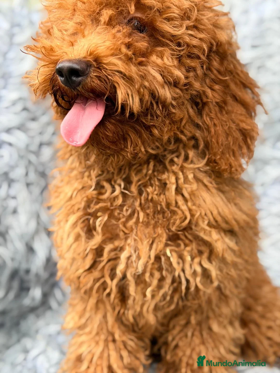 Caniche Enano perros en venta: CANICHE ENANO ROJO DISPONIBLES - Anuncio 9