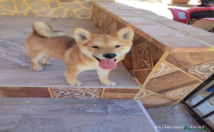 Shiba Inu perros - Anuncio 2