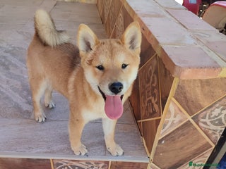 Shiba Inu perros - Anuncio 1