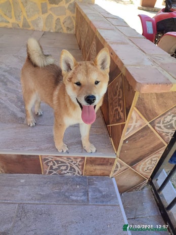 Shiba Inu perros - Anuncio 2