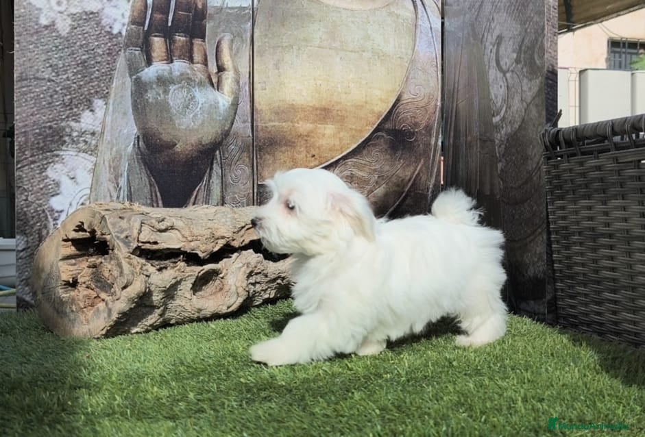 Bichón Maltés perros en venta: Bichon maltes - Anuncio 4
