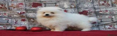 Pomerania Cachorro 9