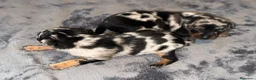 Pinscher Miniatura perros en venta: Pinscher miniatura - Anuncio 15