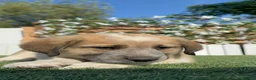 Mastín Español perros en venta: MASTIN ESPAÑOL - Anuncio 13