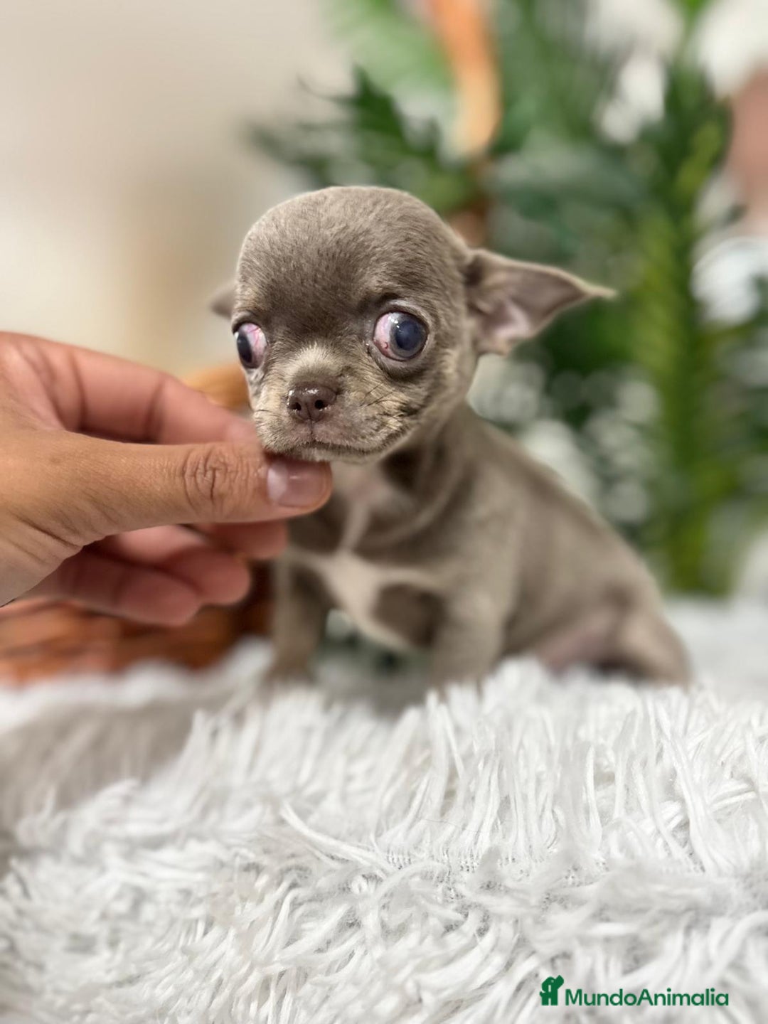 Chihuahua perros en venta: CHIHUAHUA HEMBRA LILAC AND TAN - Anuncio 9