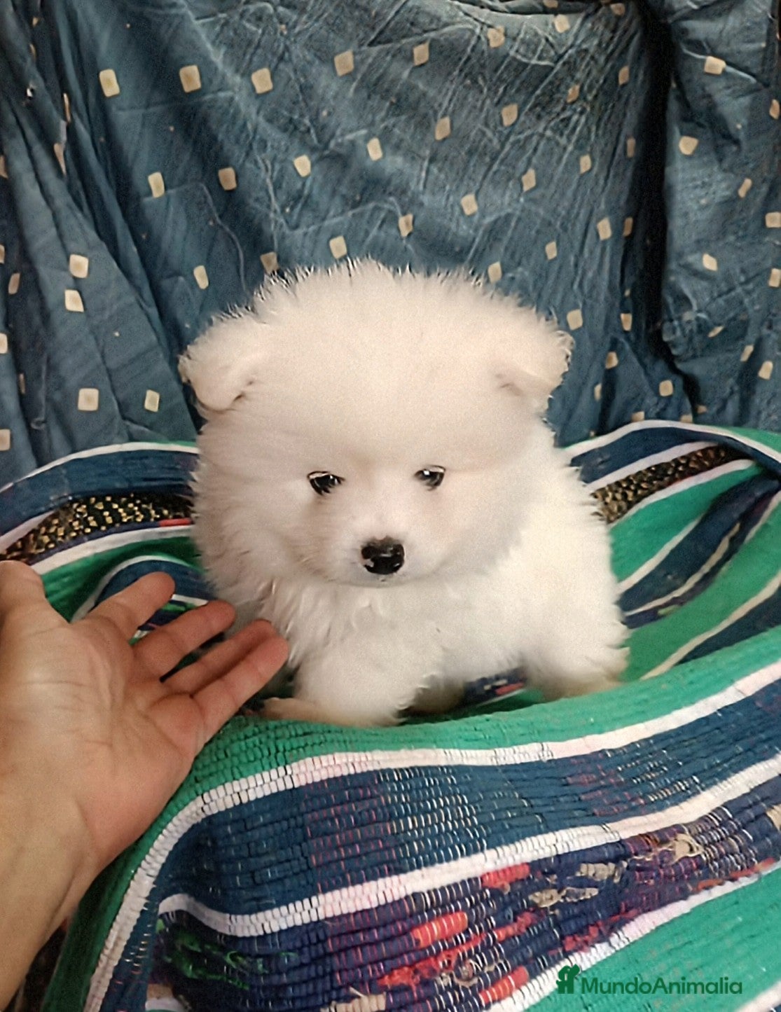 Pomerania perros POMERANIA - Anuncio 35