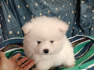 Pomerania perros MACHITO DE POMERANIA - Anuncio 11