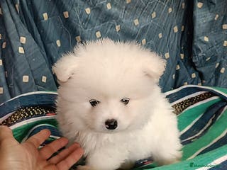 Pomerania perros POMERANIA - Anuncio 14