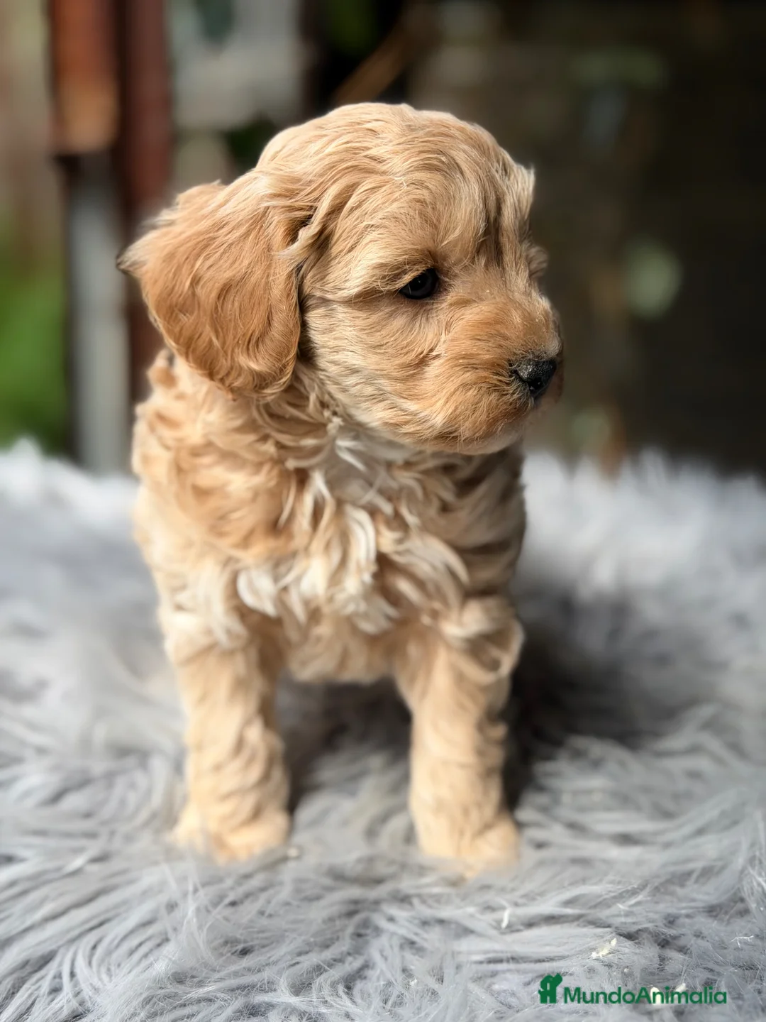 Maltipoo perros en venta: Maltipoo Toy macho  - Anuncio 2