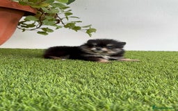 Pomerania perros en venta: POMERANIA HEMBRA DISPONIBLE - Imagen 10