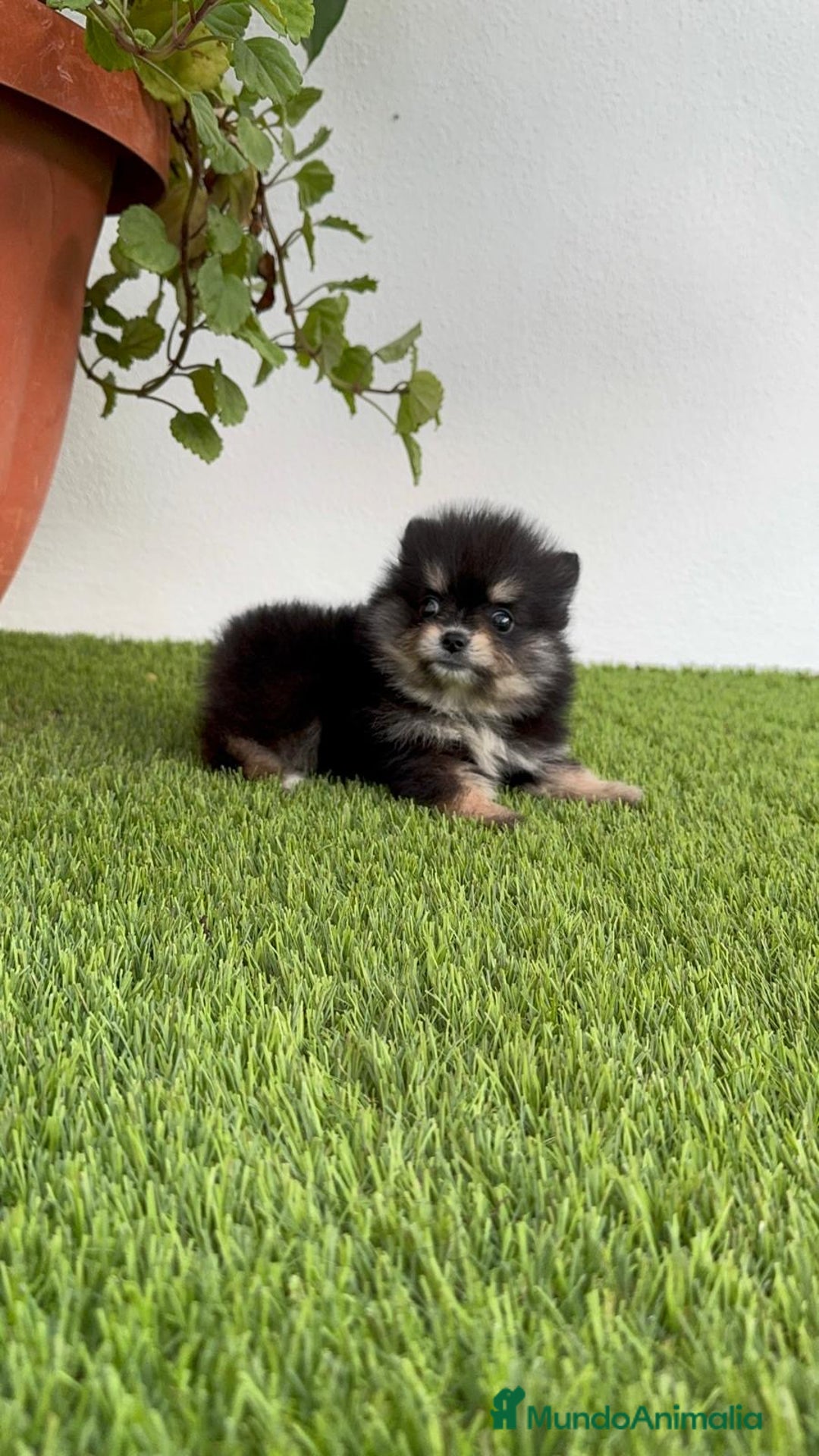 Pomerania perros en venta: POMERANIA HEMBRA DISPONIBLE - Imagen 10