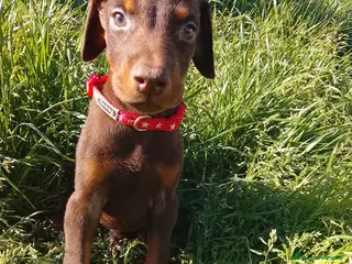 Dobermann perros Preciosos Doberman chocolate disponibles🔥🐾 - Anuncio 4