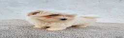 Bichón Maltés perros en venta: Bichon maltés toy  - Anuncio 4