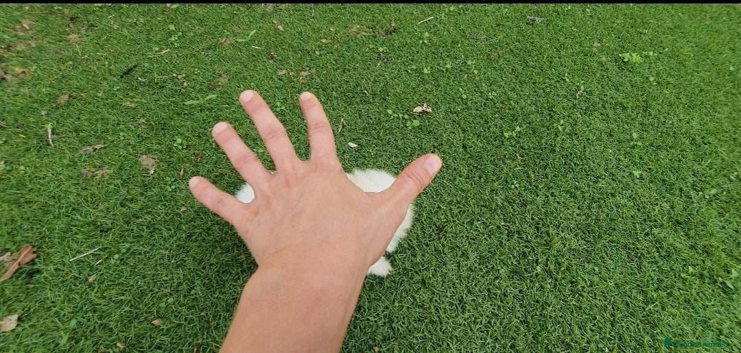 Pomerania perros en venta: Pomerania Blanco Nuclear MUY EXCLUSIVO - Imagen 4