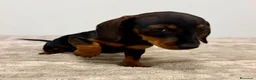 Teckel Miniatura perros en venta: Teckel miniatura - Anuncio 13
