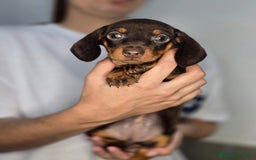 Teckel Miniatura perros en venta: Teckel chocolate inigualables  - Imagen 1