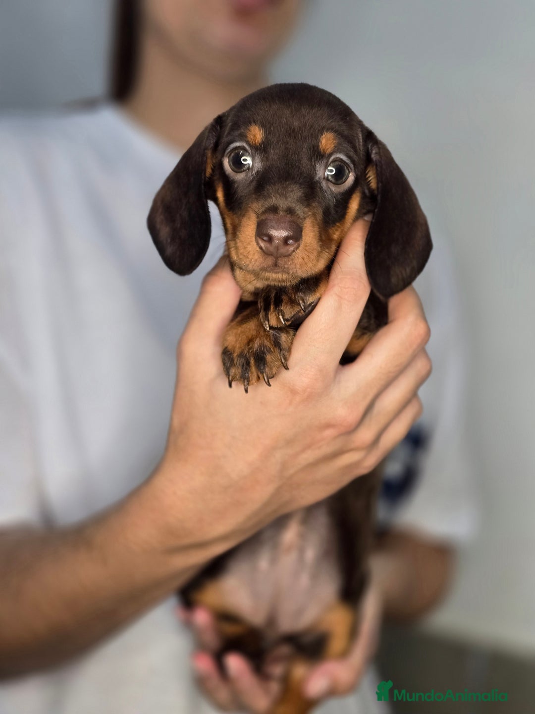 Teckel Miniatura perros en venta: Teckel chocolate inigualables  - Imagen 1