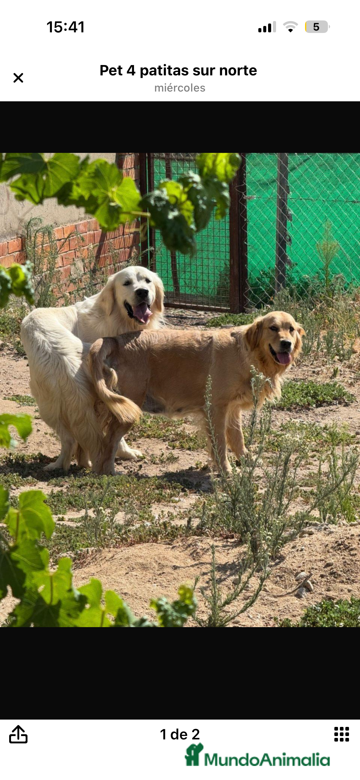 Golden Retriever perros Último golden disponible!!!!! - Anuncio 2