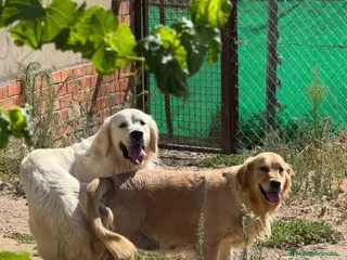 Golden Retriever perros Último golden disponible!!!!! - Anuncio 2