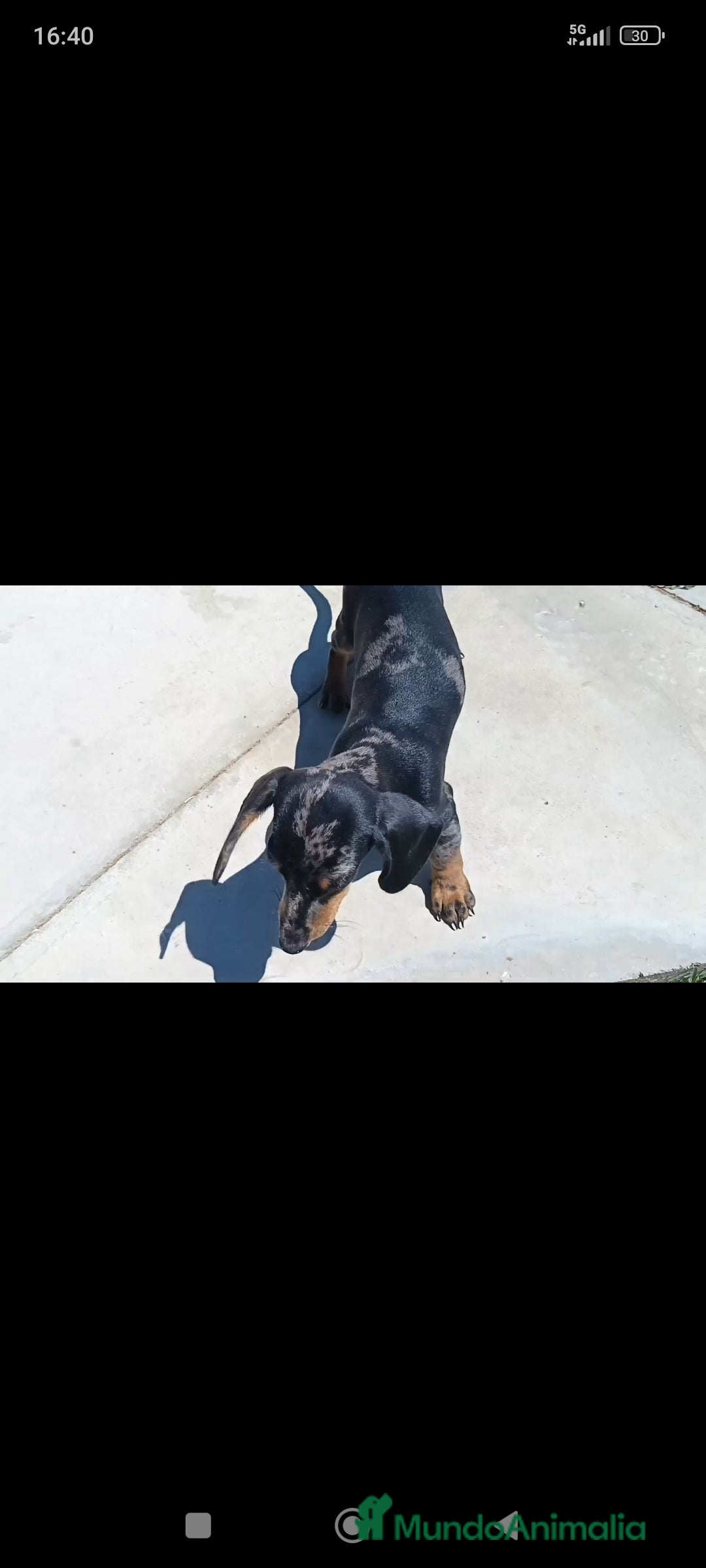 Teckel Miniatura perros en venta: Teckel miniatura - Imagen 3
