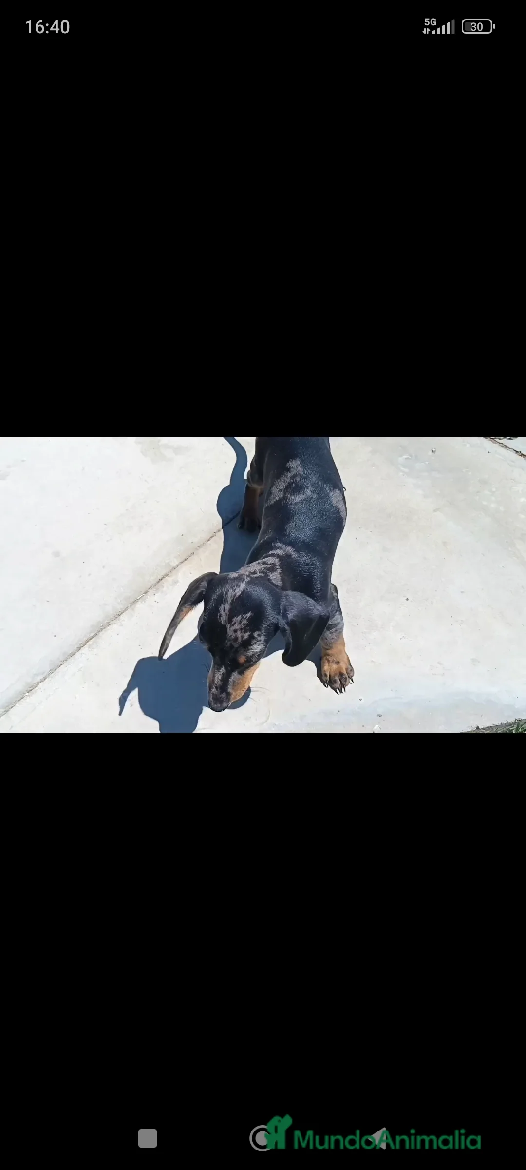 Teckel Miniatura perros en venta: Teckel miniatura - Anuncio 3