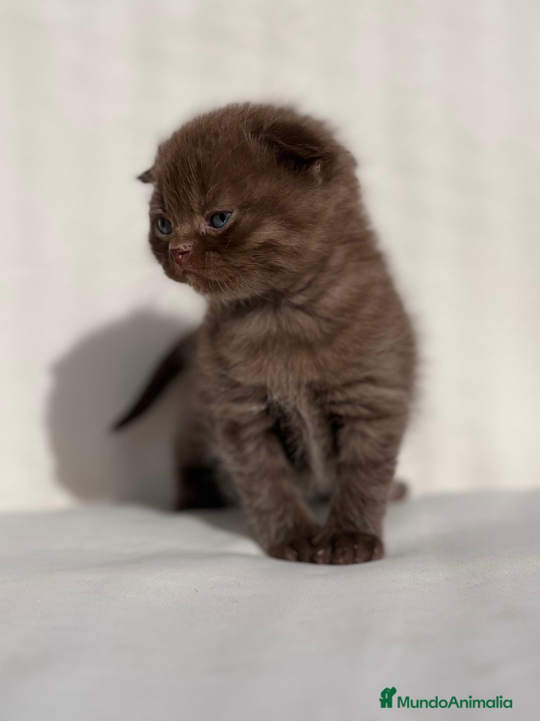 Scottish Fold gatos en venta: ESPECTACULAR SCOTTISH FOLD CHOCOLATE CINNAMON - Anuncio 4