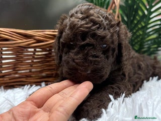 Perro de Agua Español perros PERRO DE AGUA MACHO - Anuncio 5