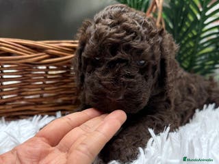 Perro de Agua Español perros PERRO DE AGUA MACHO - Anuncio 10