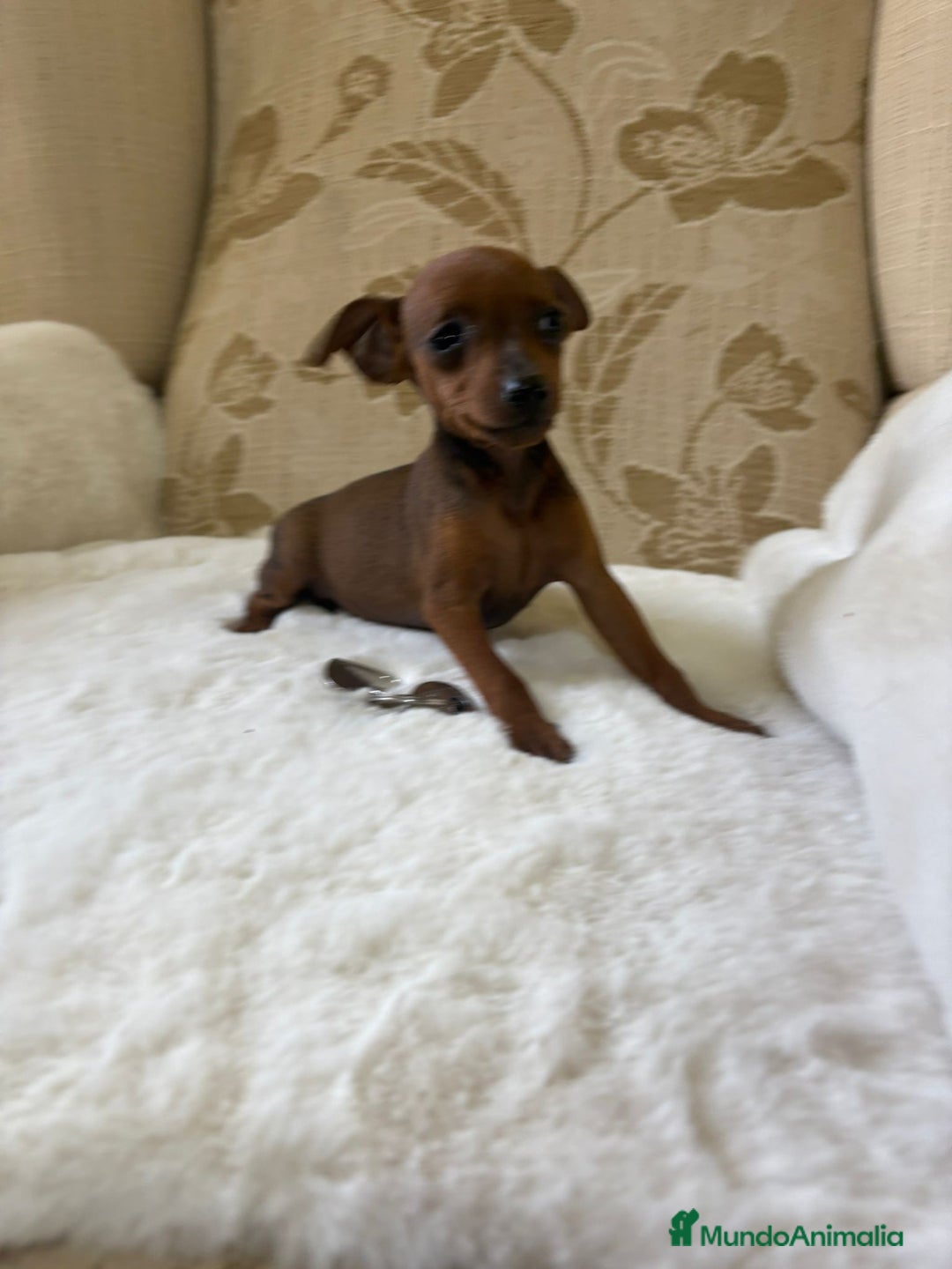 Pinscher Miniatura perros en venta: Pinscher Miniatura cachorro hembra  - Imagen 10