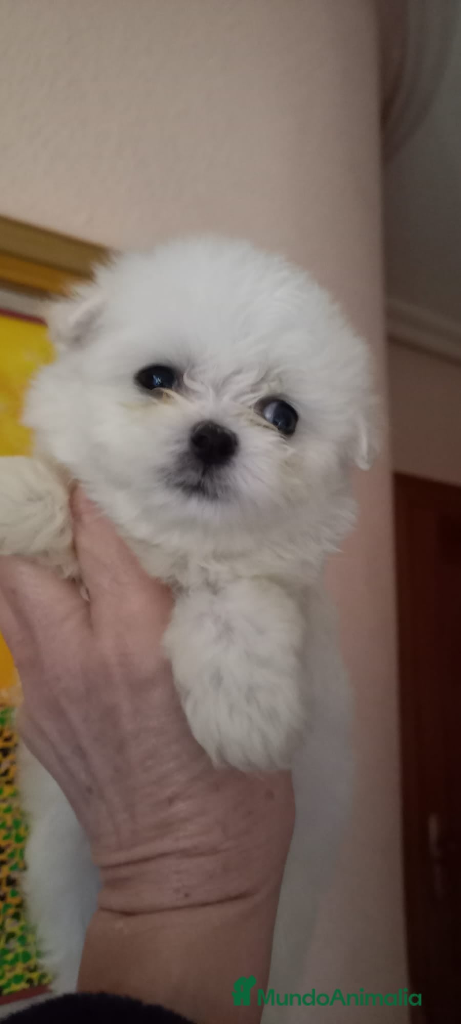 Bichón Maltés perros BICHÓN MALTES HEMBRA EXCLUSIVA  - Anuncio 1