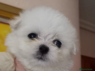 Bichón Maltés perros BICHÓN MALTES HEMBRA EXCLUSIVA - Anuncio 1