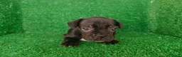 Bulldog Francés perros en venta: Bulldog francés  - Anuncio 26