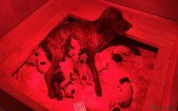 Braco Francés tipo Pirineos Talla Pequeña perros en venta: RESERVA DE CAMADA "F" DE BRACO BRANCÉS - Imagen 3