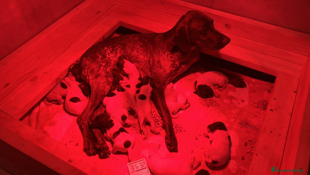 Braco Francés tipo Pirineos Talla Pequeña perros en venta: RESERVA DE CAMADA "F" DE BRACO BRANCÉS - Imagen 3