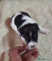 Jack Russell Terrier perros - Anuncio 5