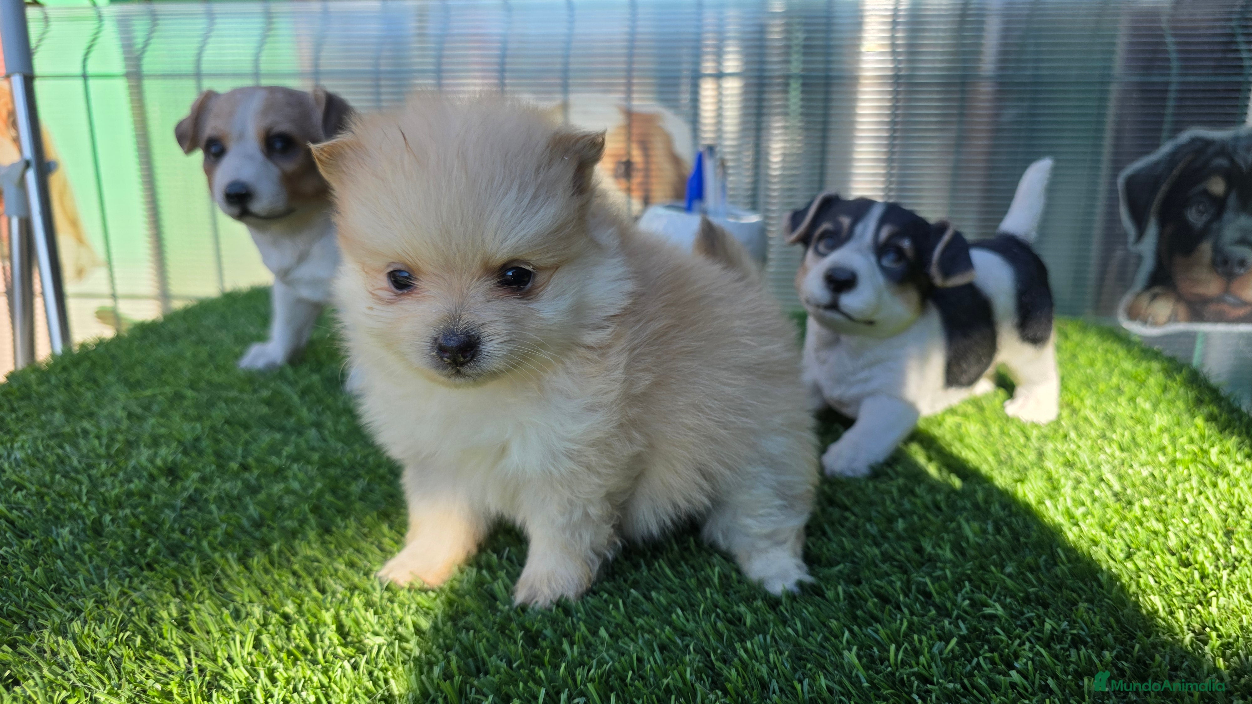 Pomerania perros Pomerania toy minis  - Anuncio 2