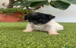 Perro de Agua Español perros en venta: PERRO DE AGUA ESPAÑOL HEMBRA - Imagen 6