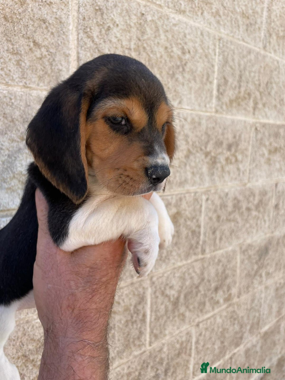 Beagle perros en venta: Beagles para entregar  - Imagen 3