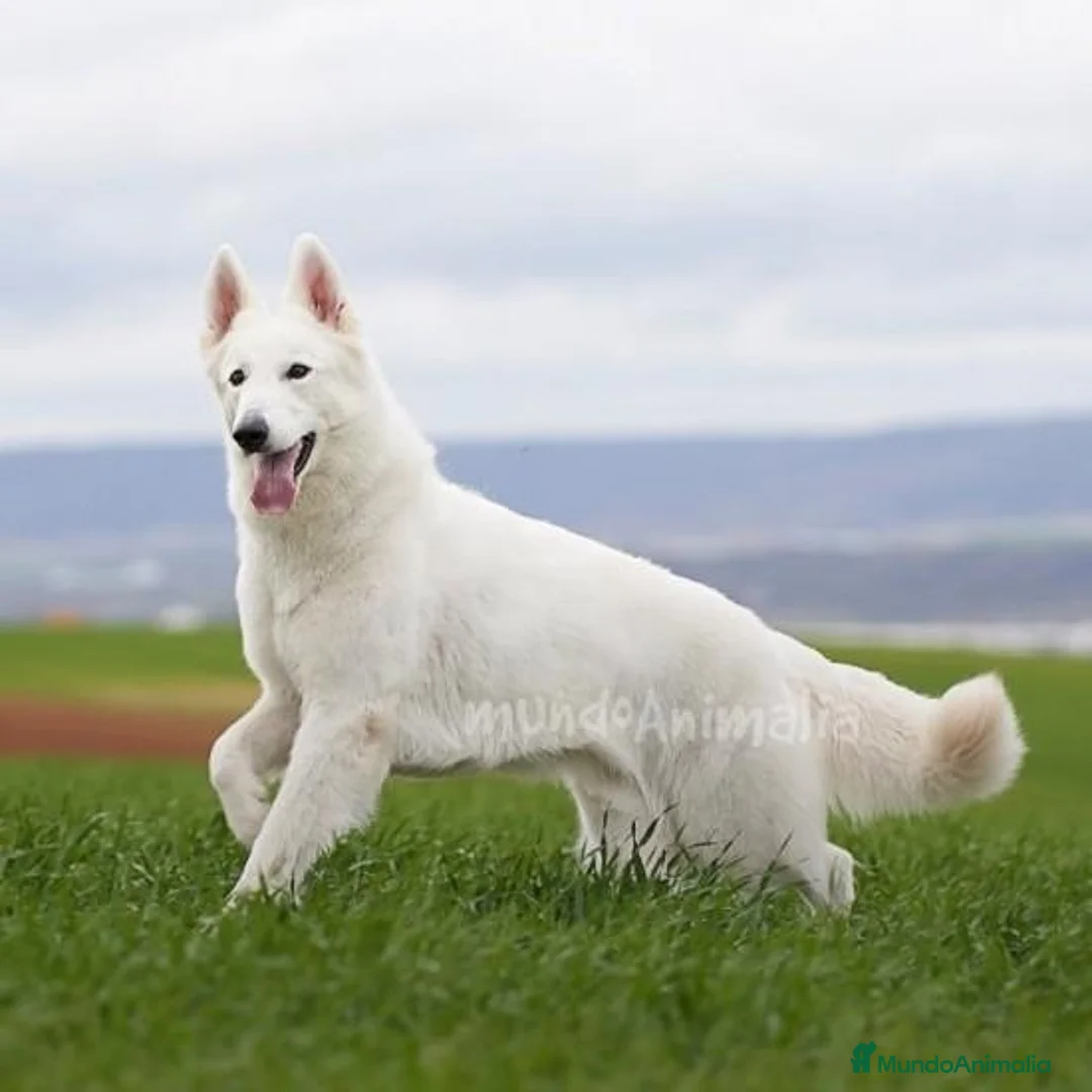 Imagen de galería {{count}}