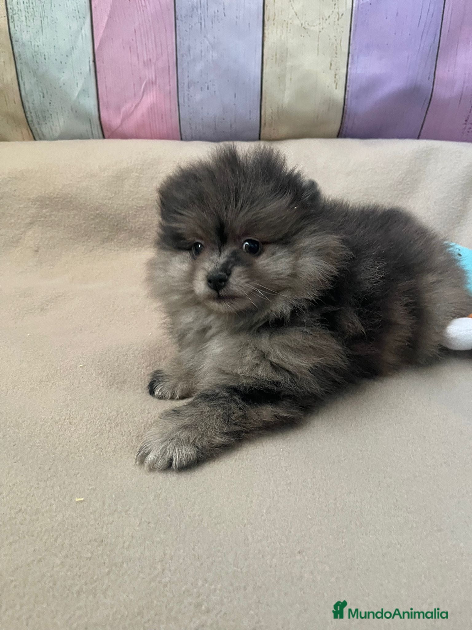 Pomerania perros Pomerania Merle hembra!! - Anuncio 3