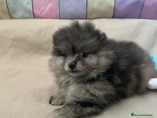Pomerania perros Pomerania Merle hembra!! - Anuncio 3