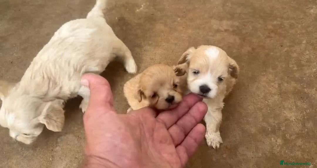 Maltipoo perros Cachorros de Maltipoo  - Anuncio 1