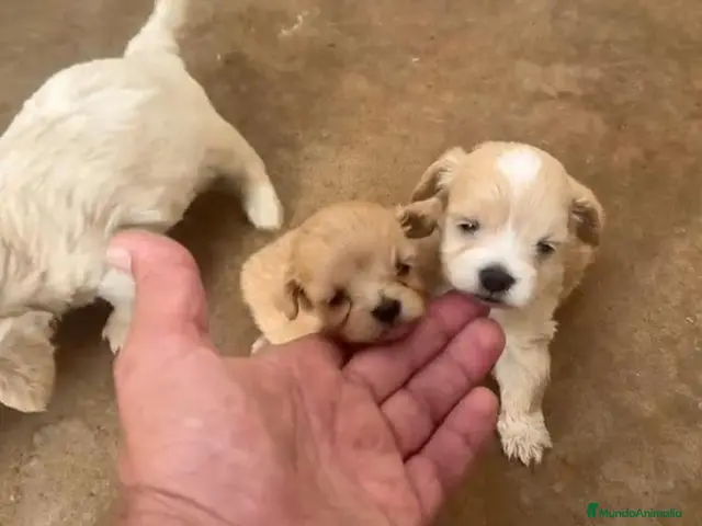 Maltipoo perros Cachorros de Maltipoo - Anuncio 1