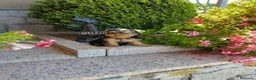 Yorkshire Terrier perros en venta: Yorkshires  - Anuncio 7