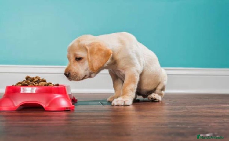 Labrador Retriever perros - Anuncio 8