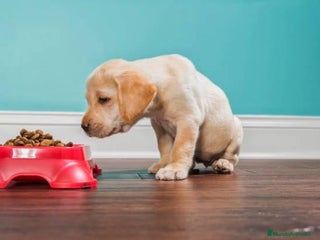 Labrador Retriever perros - Anuncio 36