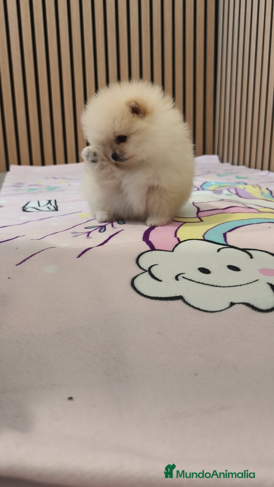 Pomerania perros en venta: Pomerania TOY Crema hembra ♀️♀️ - Anuncio 6